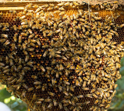 bees