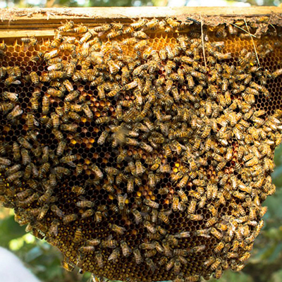 bees